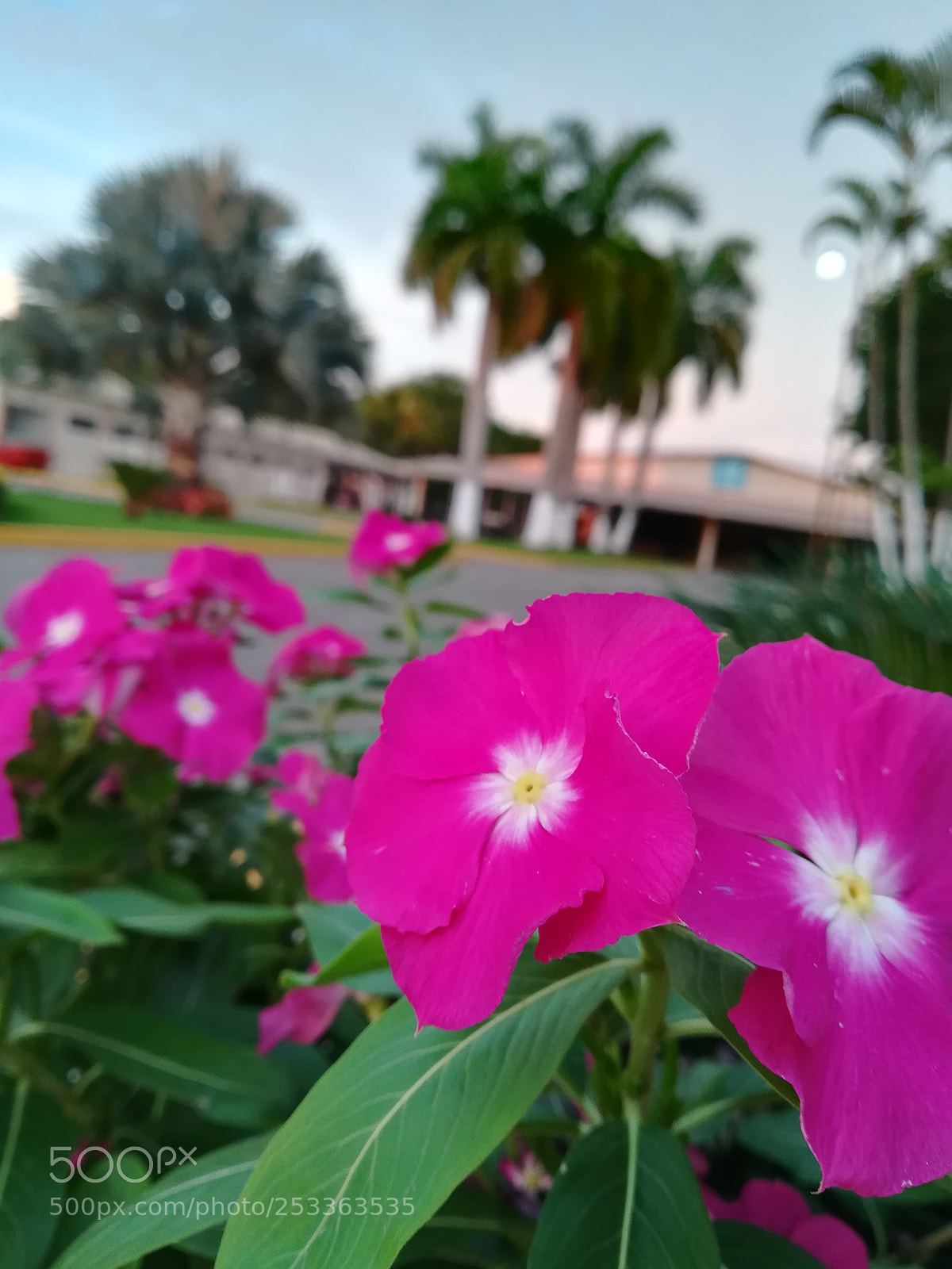 HUAWEI P10 lite sample photo. Garden jw photography