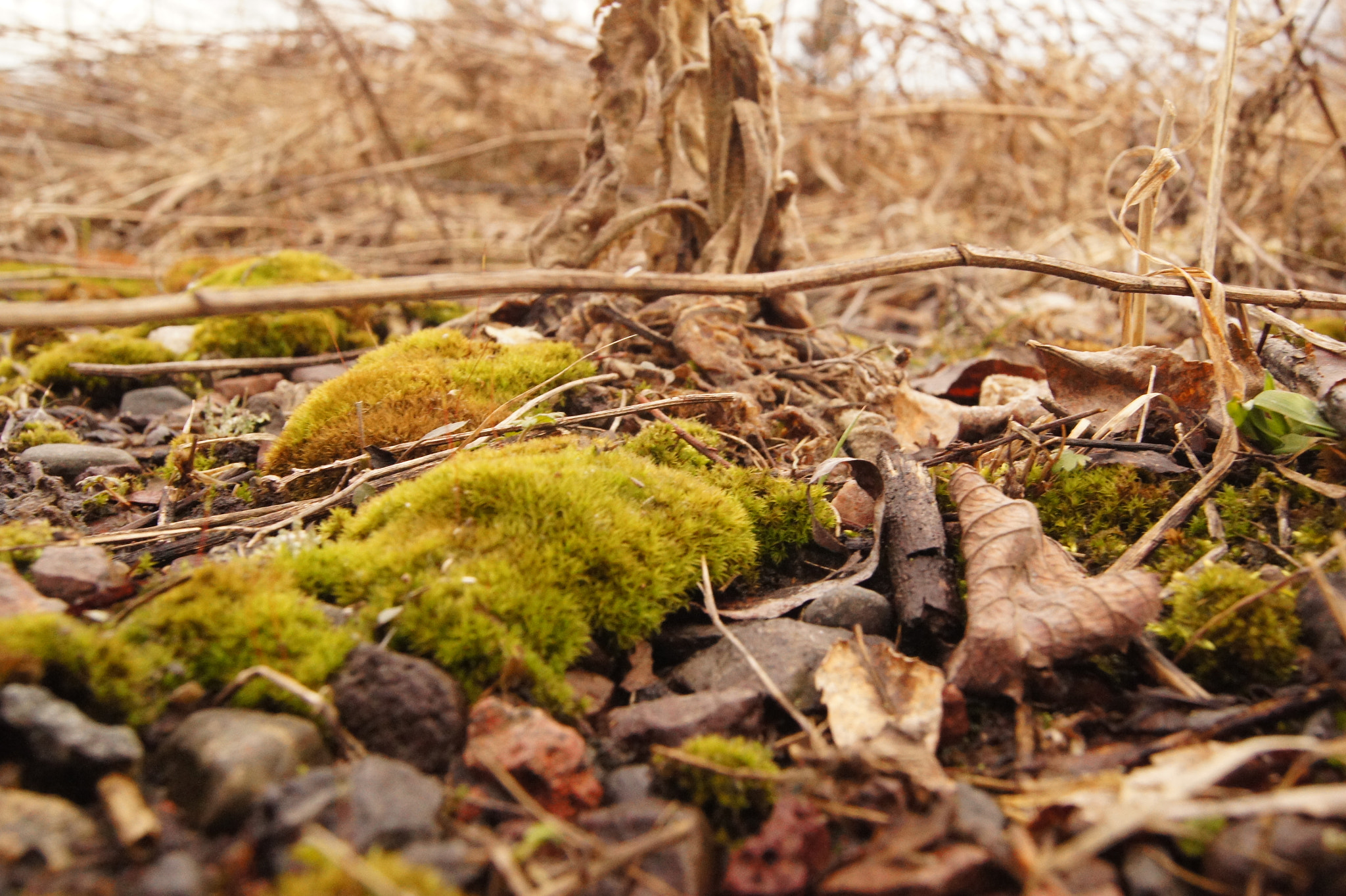 Sony SLT-A33 sample photo. Moss and leafs photography