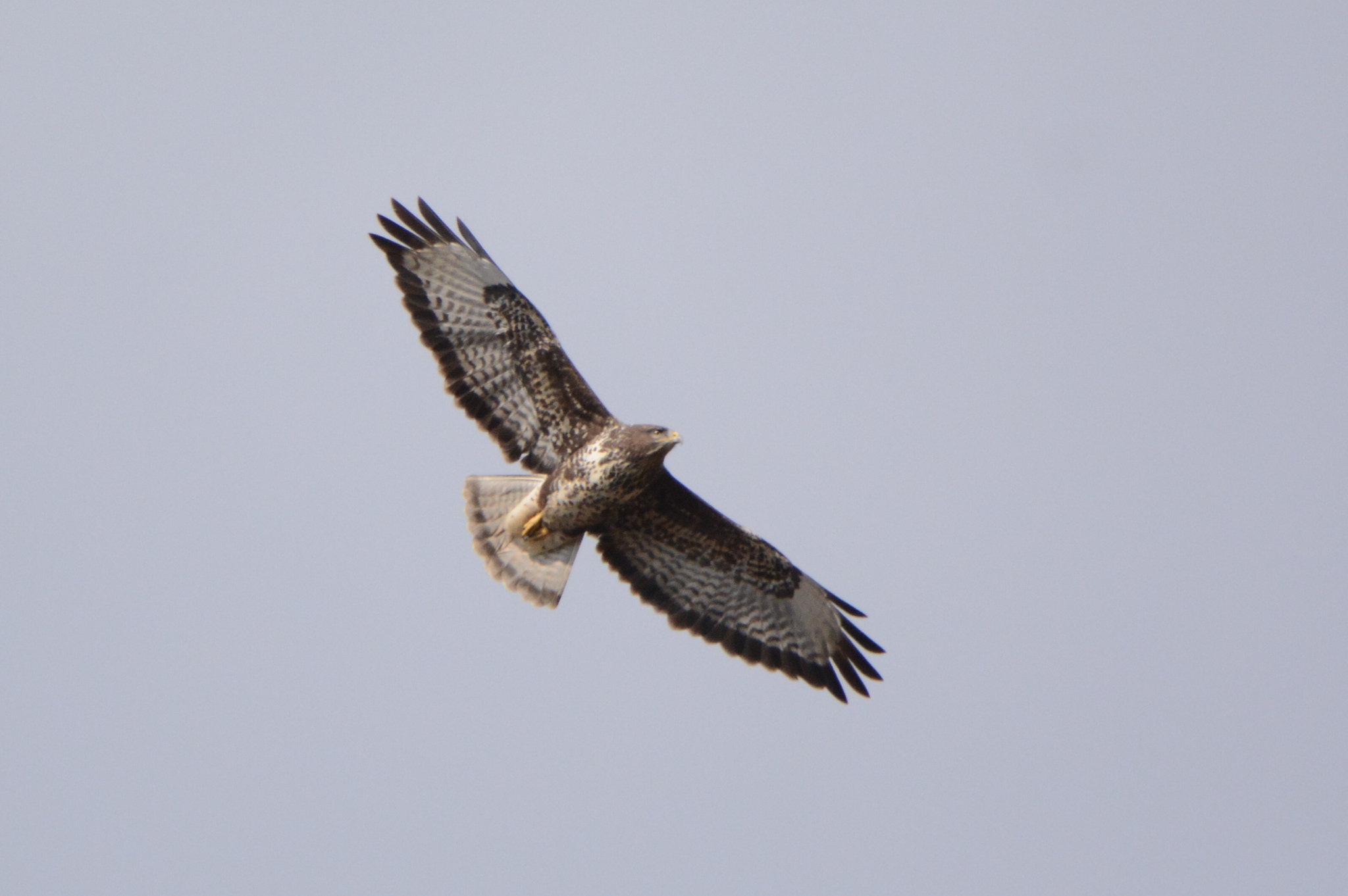 Nikon D5200 sample photo. Buzzard in fly photography