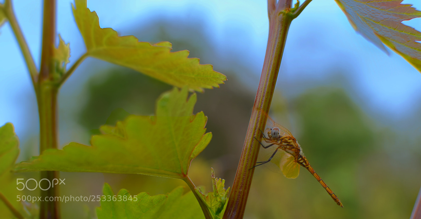 Nikon D5300 sample photo. Dragonfly photography