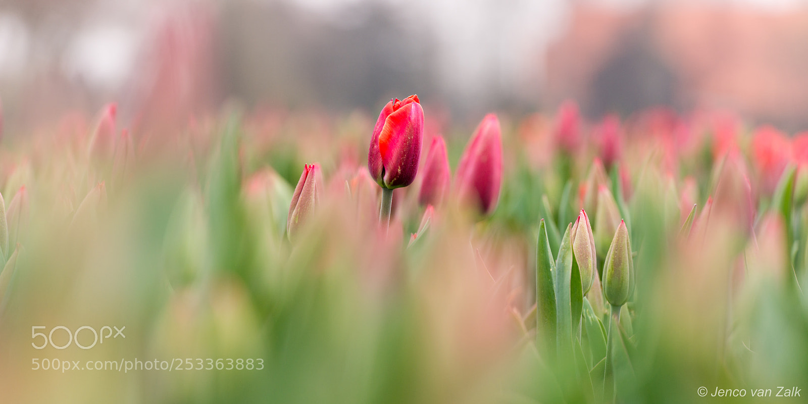 Nikon D800E sample photo. Almost there photography