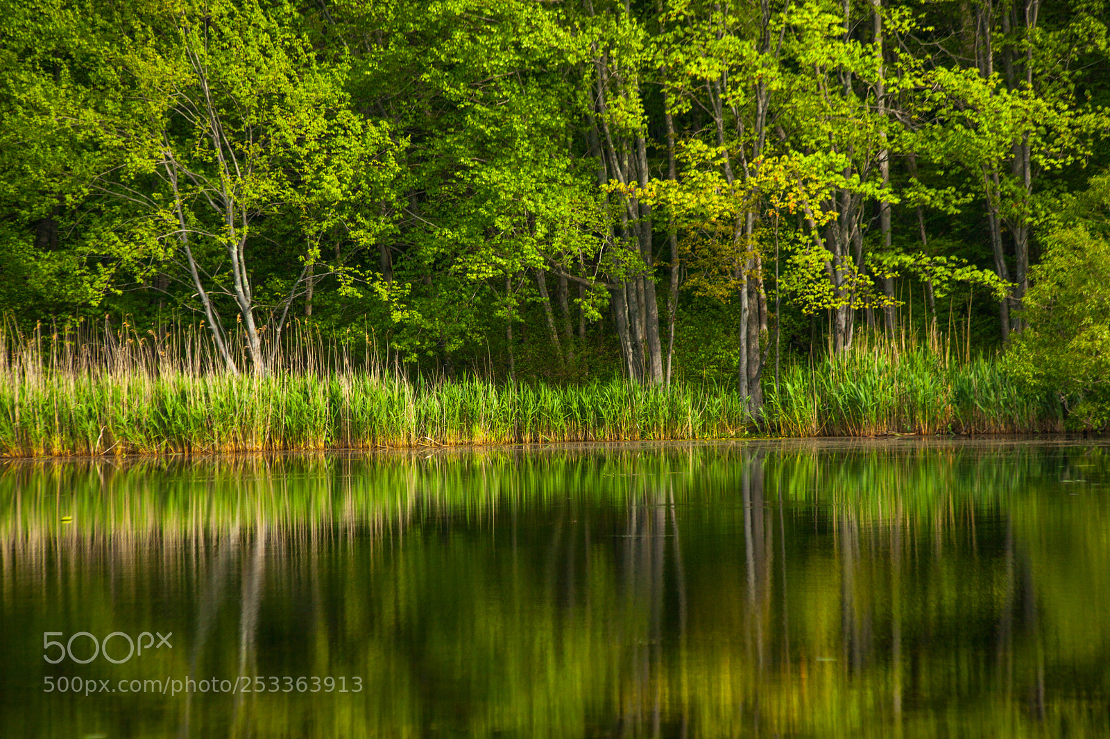 Canon EOS 5D Mark II sample photo. Calming trees photography