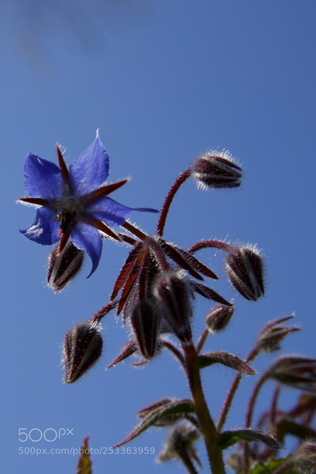 Canon EOS 6D Mark II sample photo. Blue flower photography