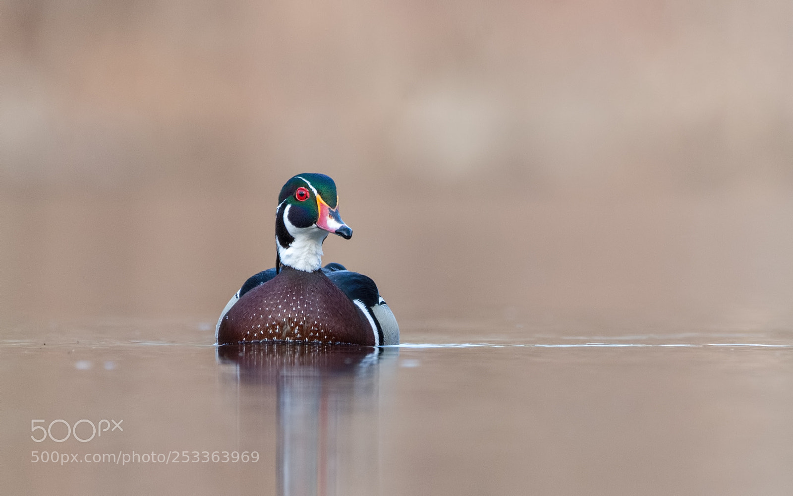 Nikon D7200 sample photo. Wood duck drake photography