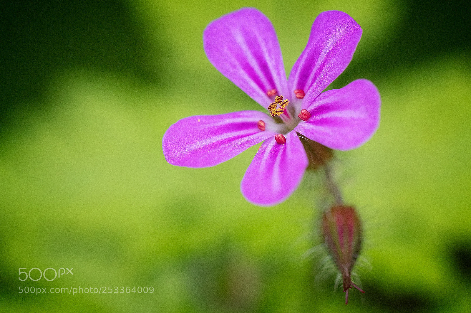 Canon EOS 5DS R sample photo. Geranium robertanium photography