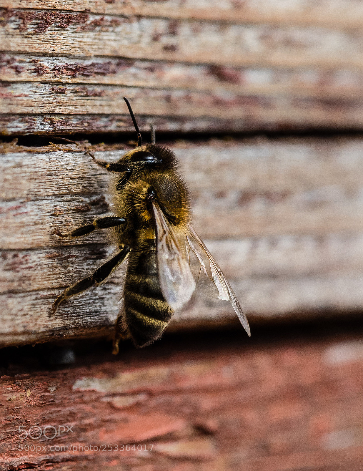 Olympus OM-D E-M1 sample photo. Bees 2 photography