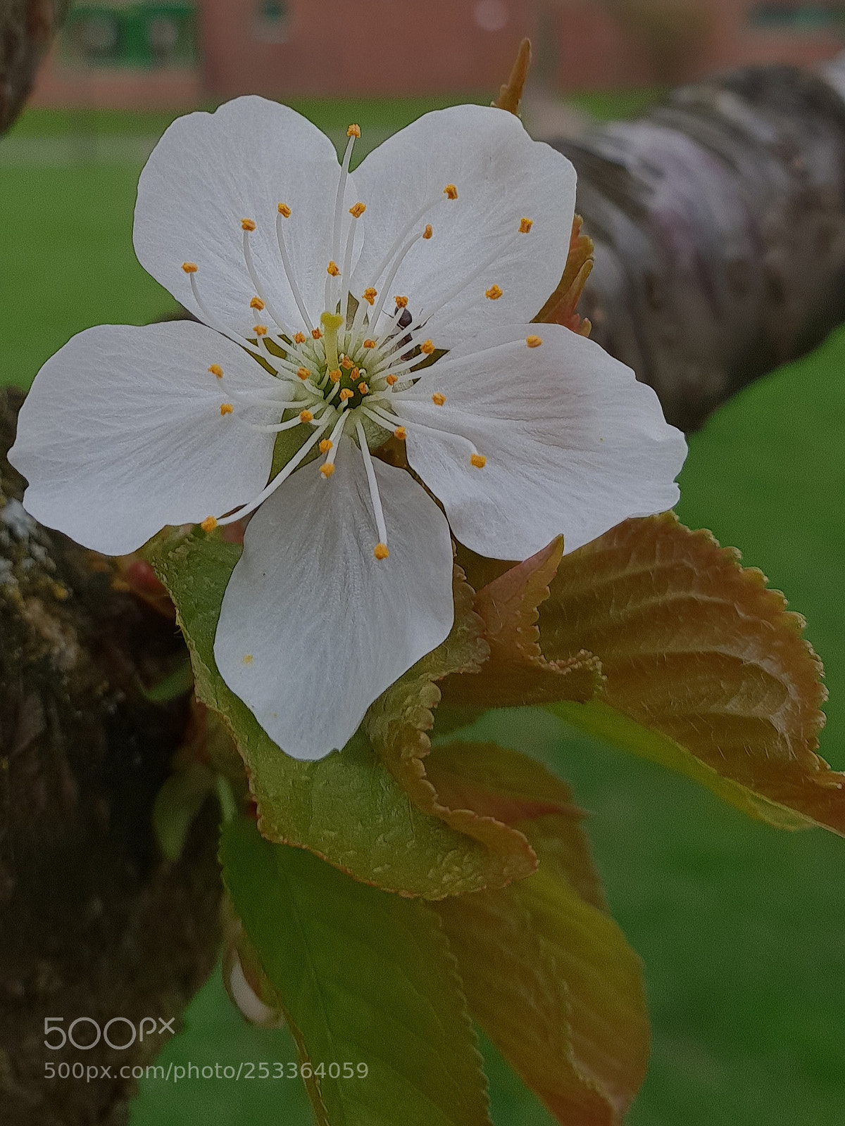 Samsung Galaxy S9+ sample photo. Untitled photography