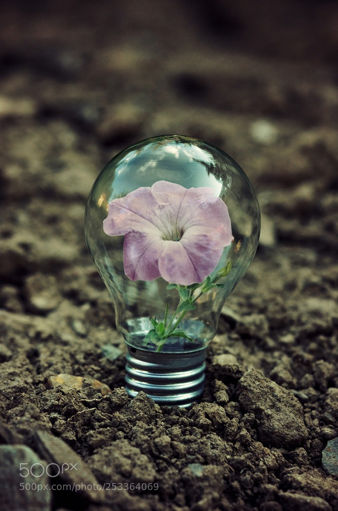 Nikon D7000 sample photo. Life bulb photography