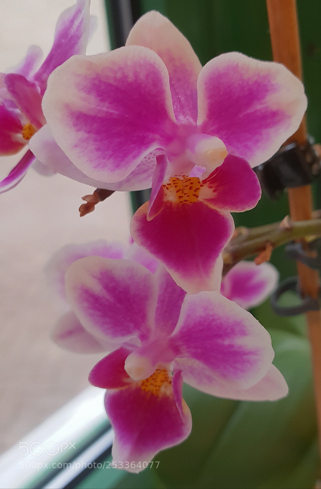 Samsung Galaxy S9+ sample photo. Untitled photography
