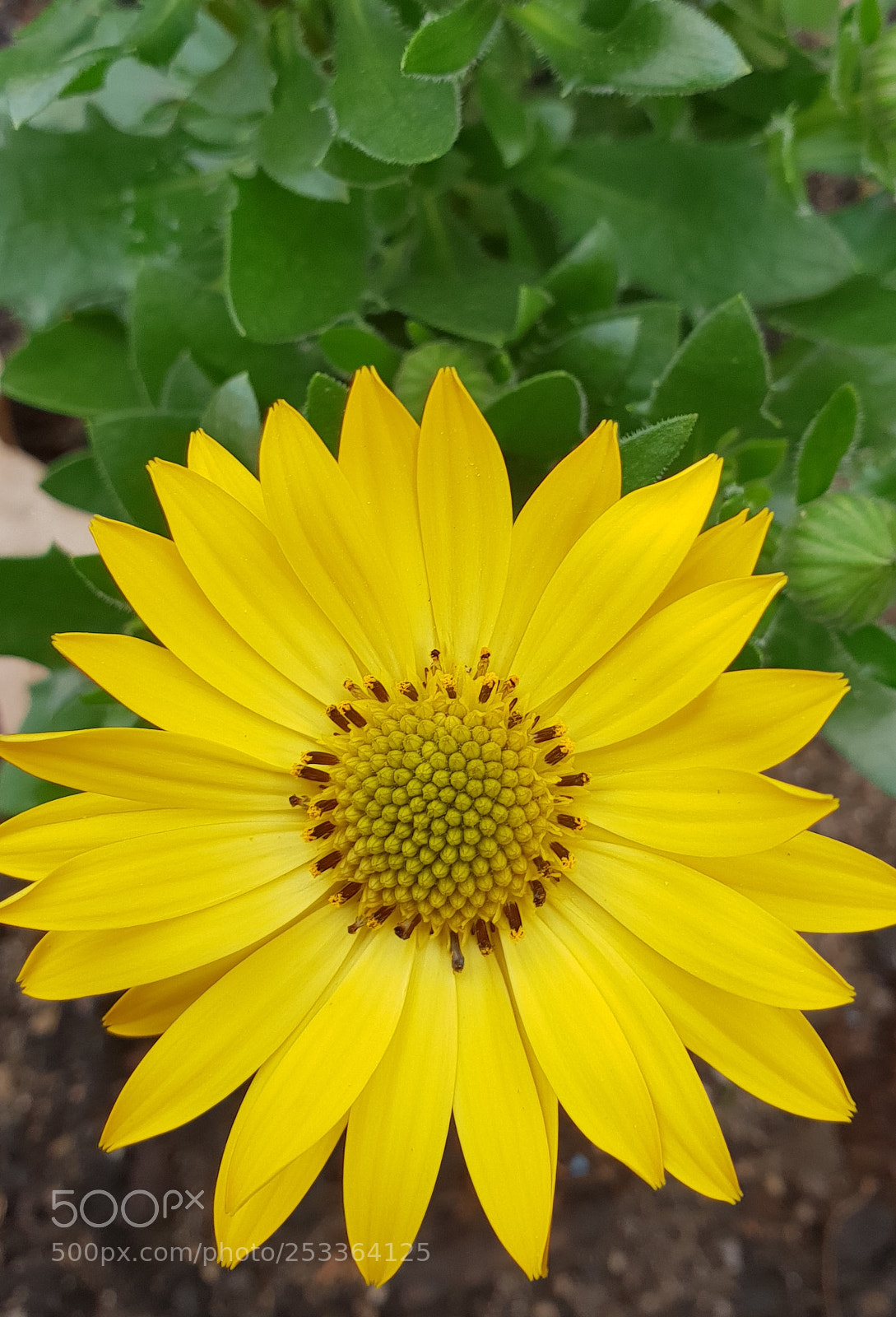 Samsung Galaxy S9+ sample photo. Untitled photography