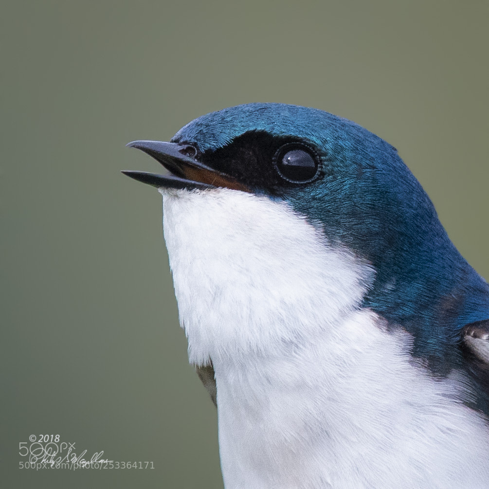 Nikon D500 sample photo. Tree swallow portrait photography