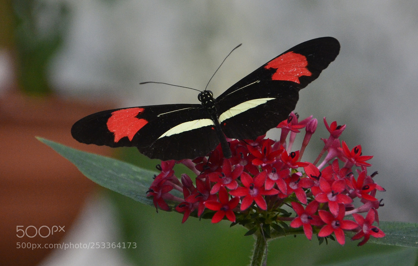 Nikon D7000 sample photo. Mariposa photography