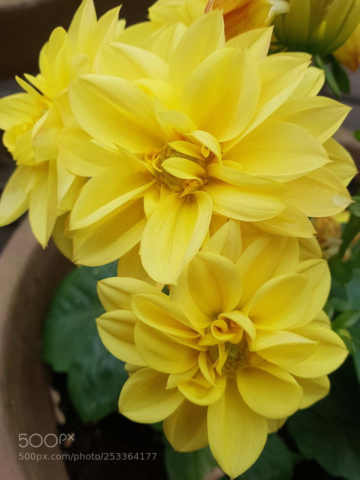 Samsung Galaxy S9+ sample photo. Untitled photography