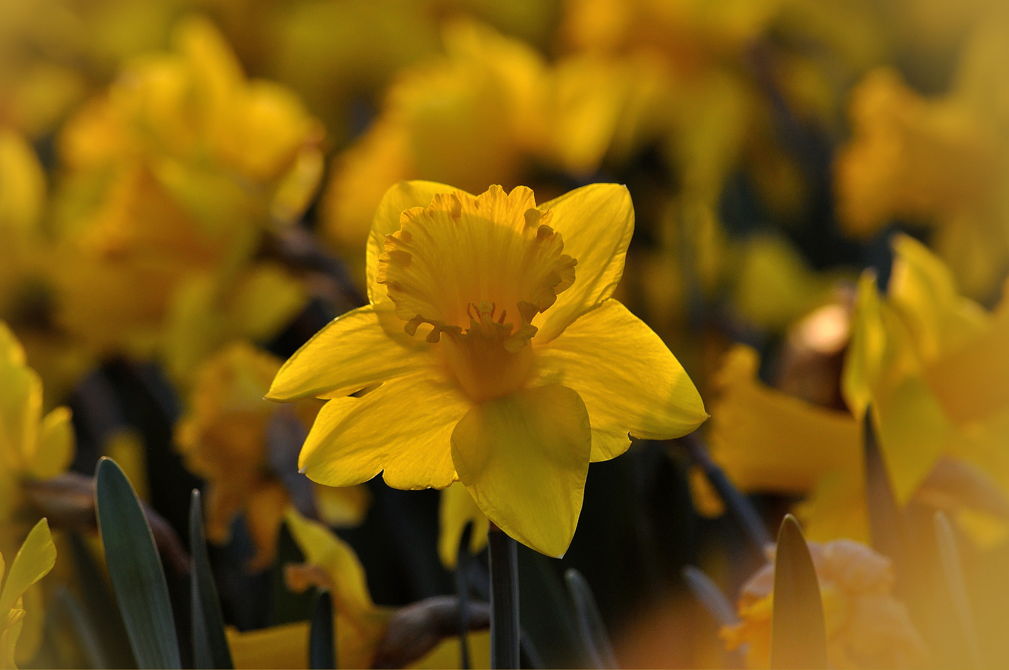 Nikon D5000 sample photo. Narcissus pseudonarcissus photography