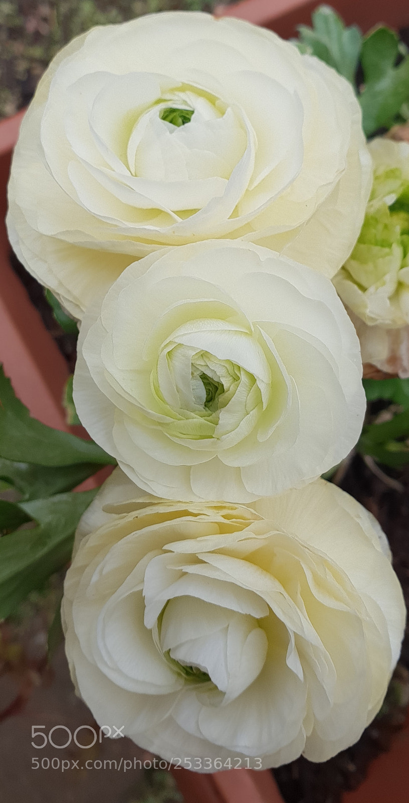 Samsung Galaxy S9+ sample photo. Untitled photography