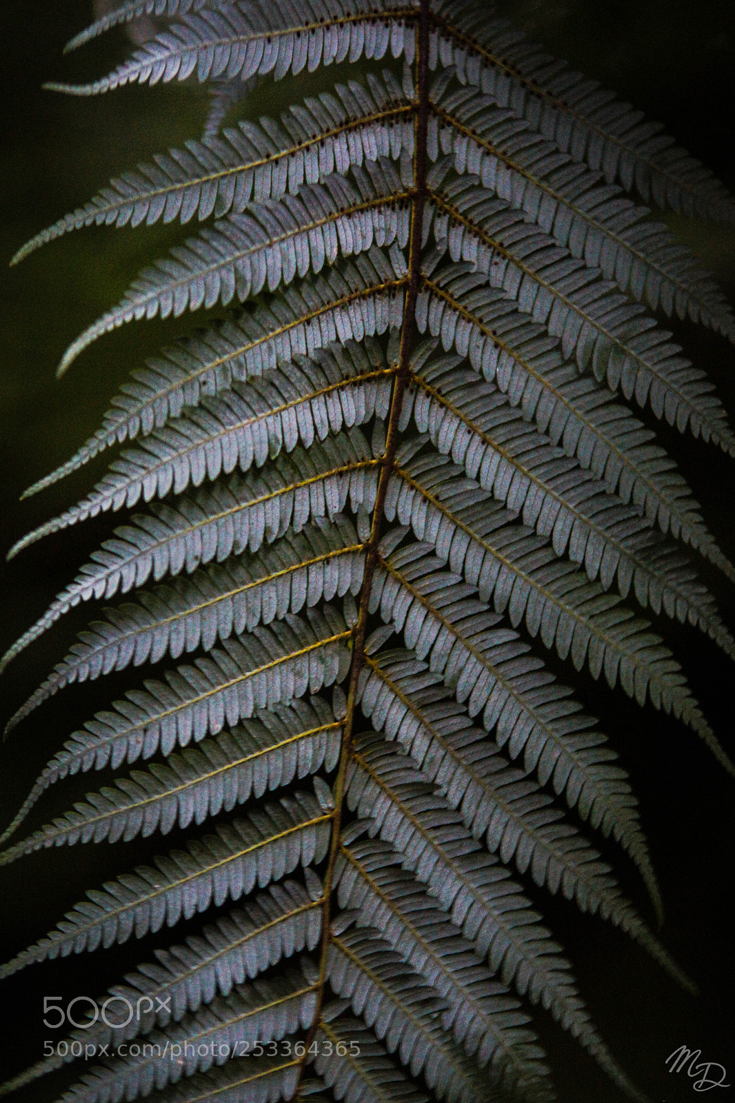 Sony SLT-A77 sample photo. Silver fern photography