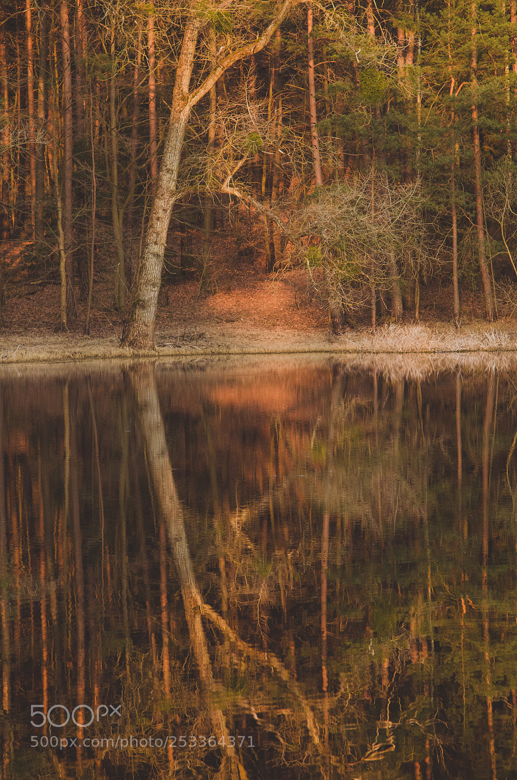 Nikon D7000 sample photo. Arch tree photography