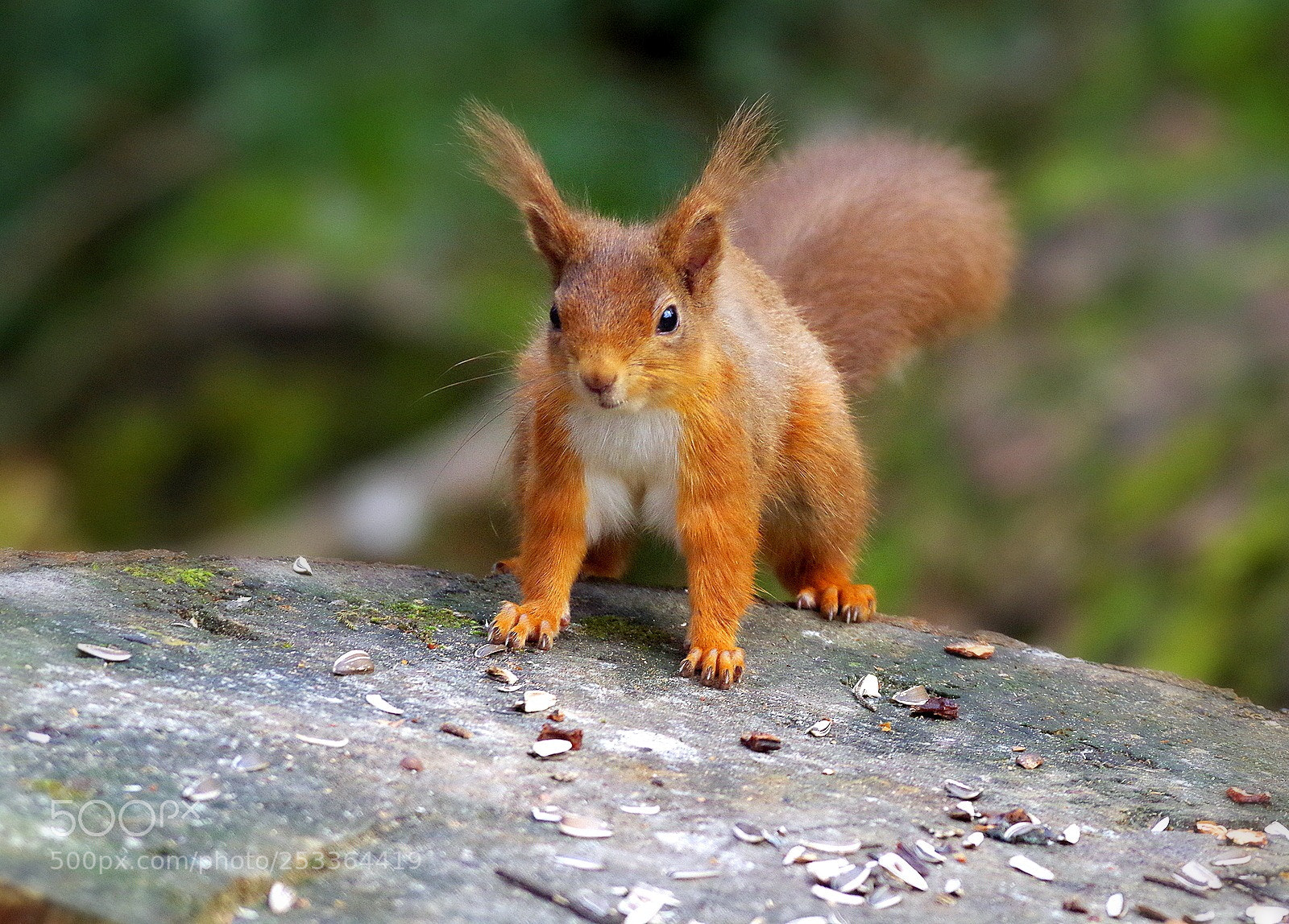 Pentax K-50 sample photo. Red squirrel photography