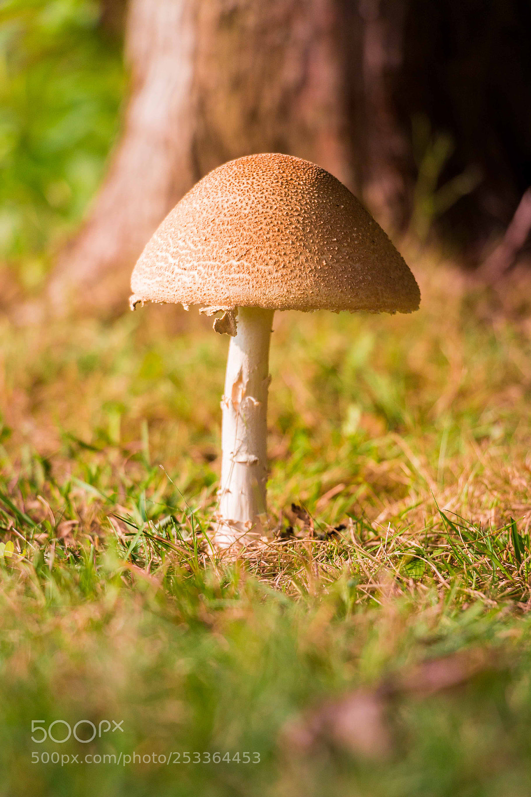 Canon EOS 70D sample photo. Mushroom photography
