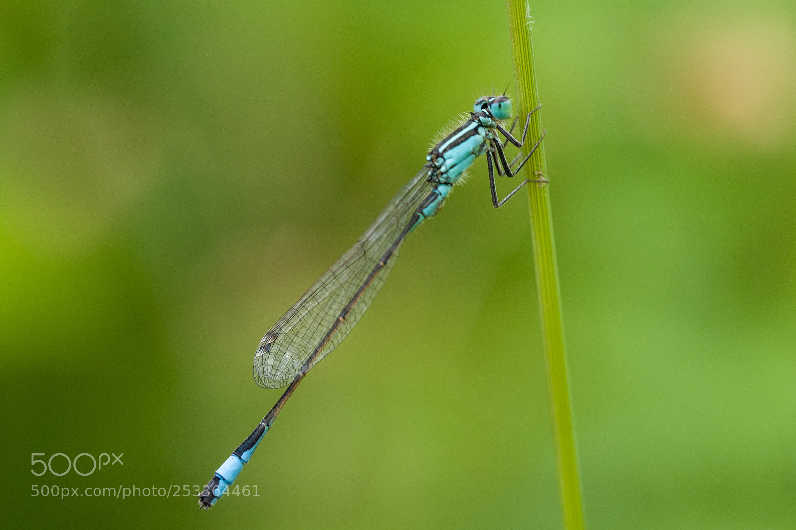 Panasonic Lumix DMC-GX8 sample photo. Dragonfly photography