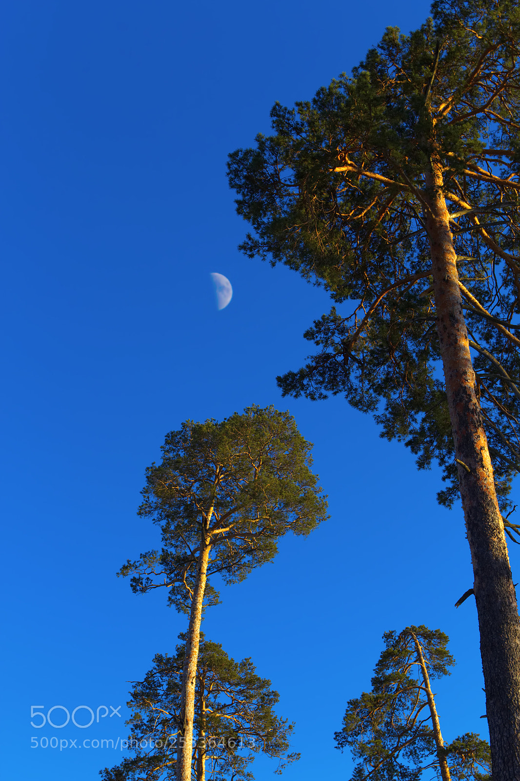 Canon EOS 600D (Rebel EOS T3i / EOS Kiss X5) sample photo. Moon in pines photography