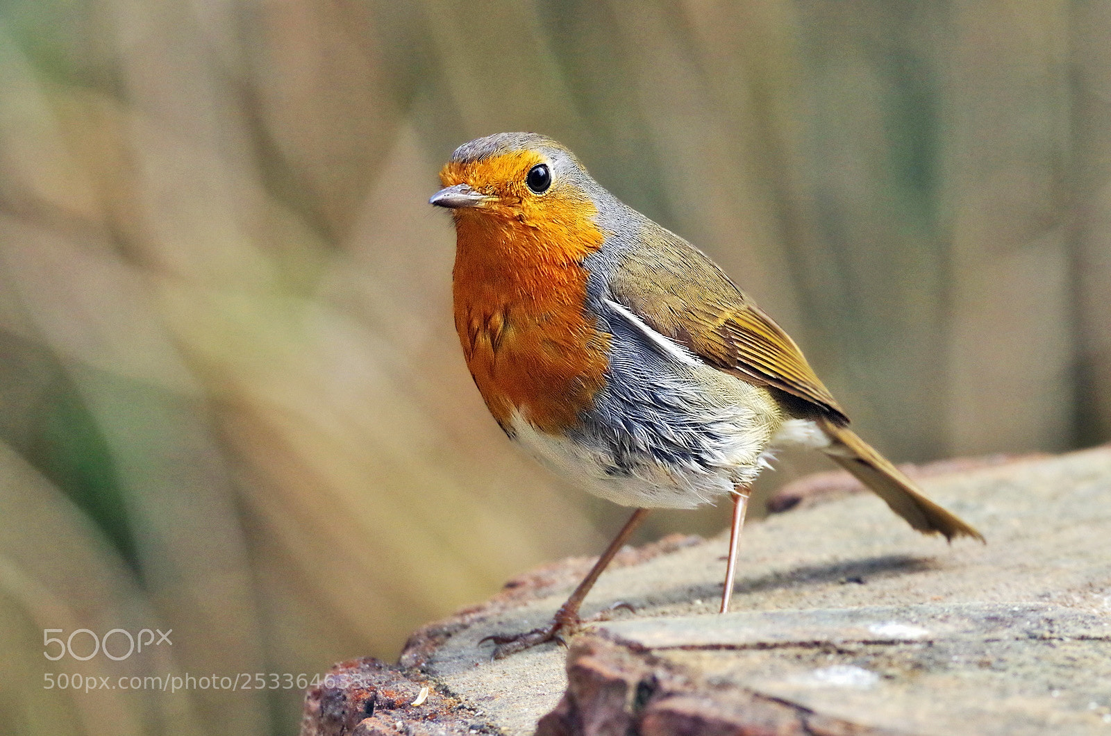 Pentax K-50 sample photo. Robin photography
