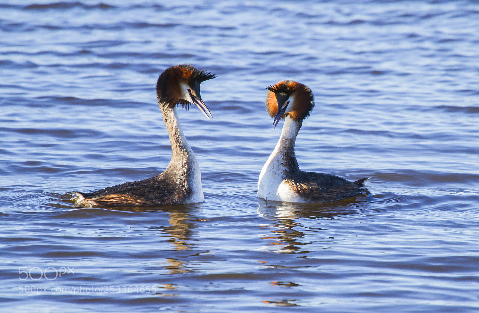 Canon EOS 7D sample photo. Great crested grebe photography