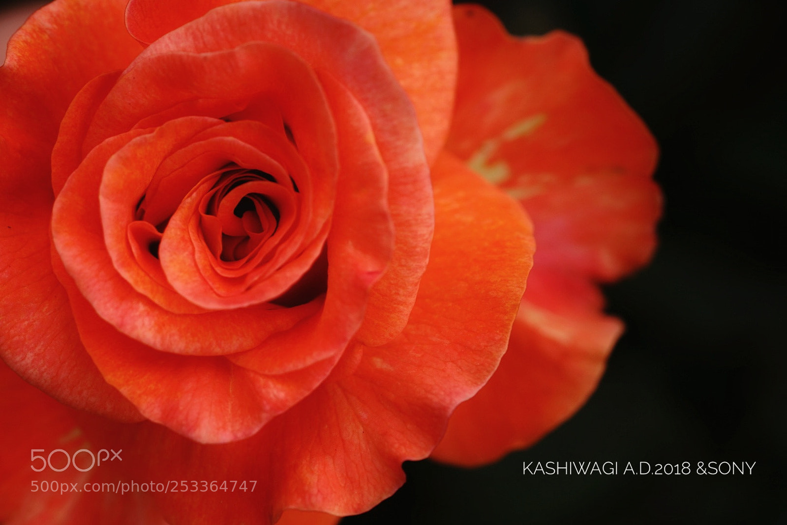 Sony a7 II sample photo. Knoigin beatrix / germany 1983 photography