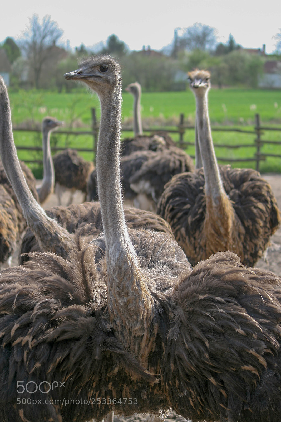 Canon EOS 400D (EOS Digital Rebel XTi / EOS Kiss Digital X) sample photo. Ostrich farm photography