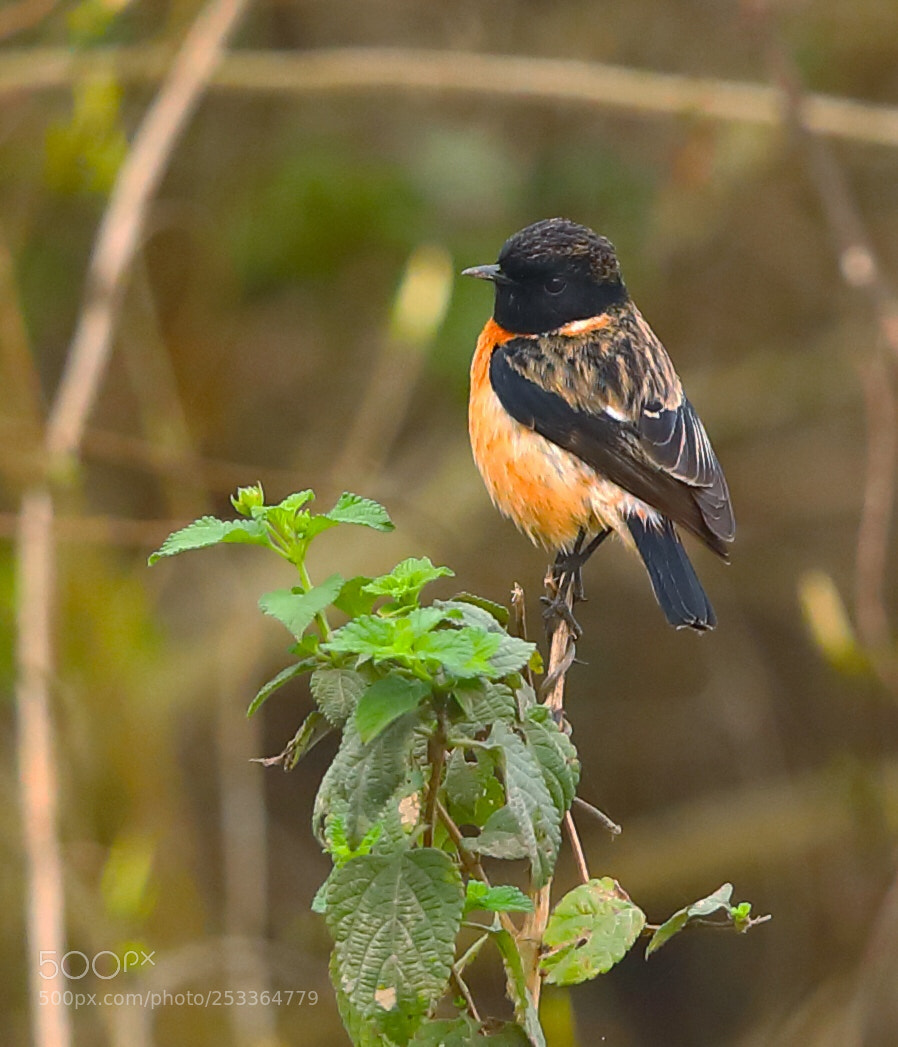 Canon EOS 5D Mark IV sample photo. Common stonechat photography