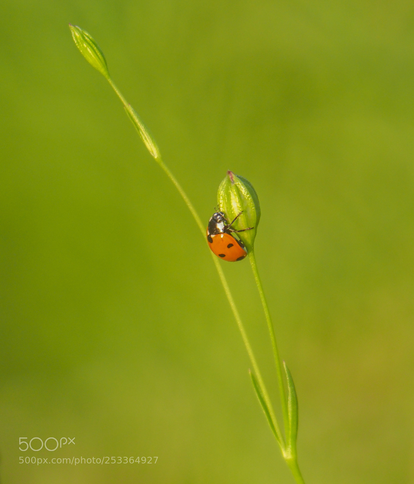 Olympus OM-D E-M1 Mark II sample photo. Ladybug photography