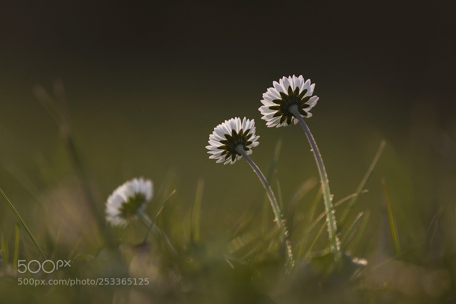 Canon EOS 5D sample photo. Spring photography