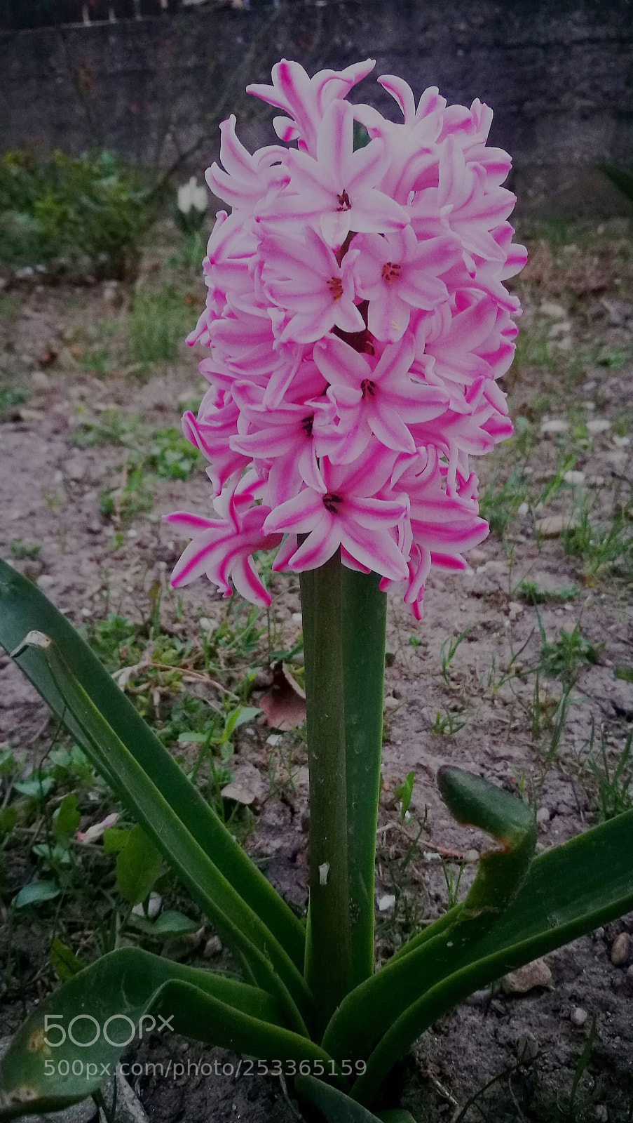HUAWEI P9 sample photo. Flower photography