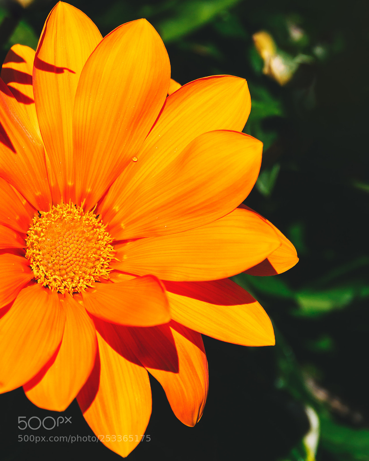 Sony a6300 sample photo. Tiny sun photography