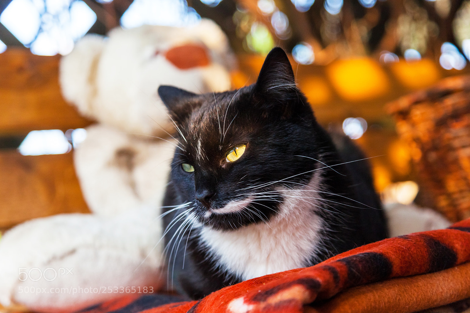 Canon EOS 5D Mark II sample photo. Penguin's spring photography