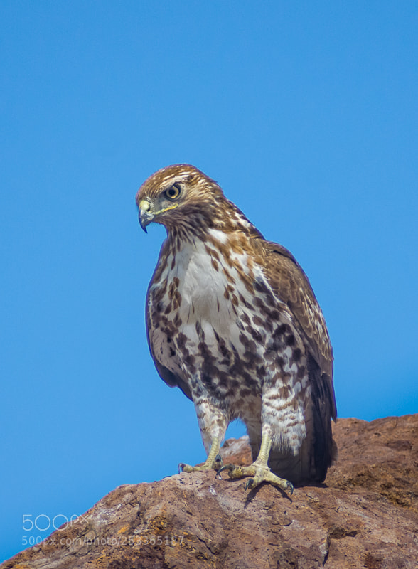 Nikon D7200 sample photo. Hawk on a rock photography
