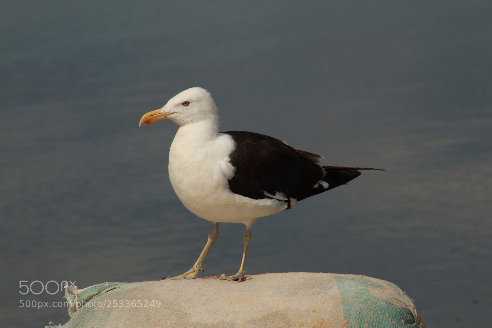 Canon EF 75-300mm f/4-5.6 sample photo. Gaivota photography