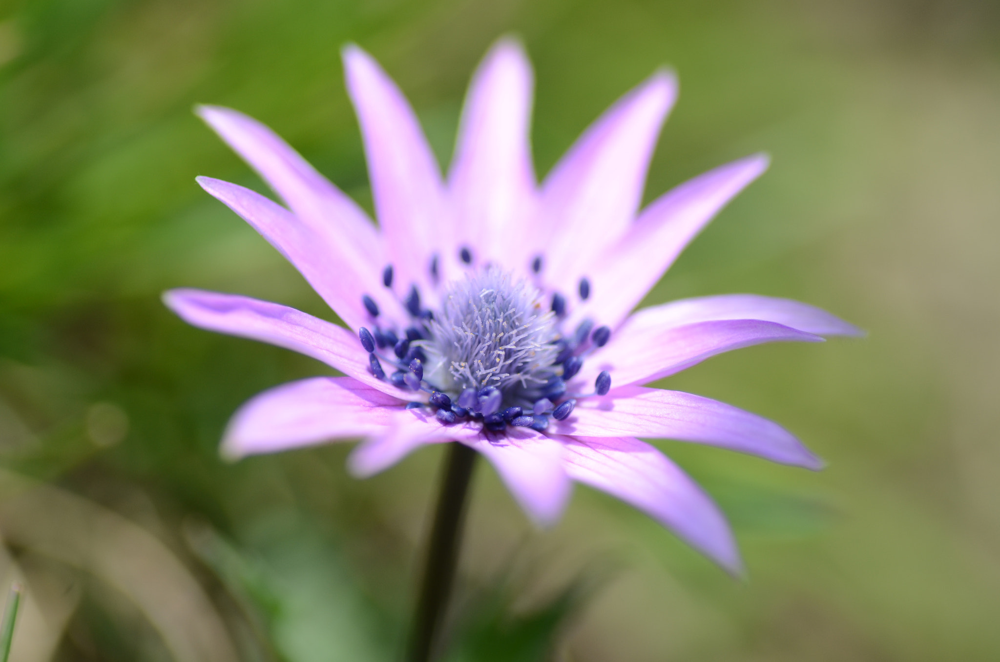 Nikon D7000 sample photo. Anemone hortensis photography