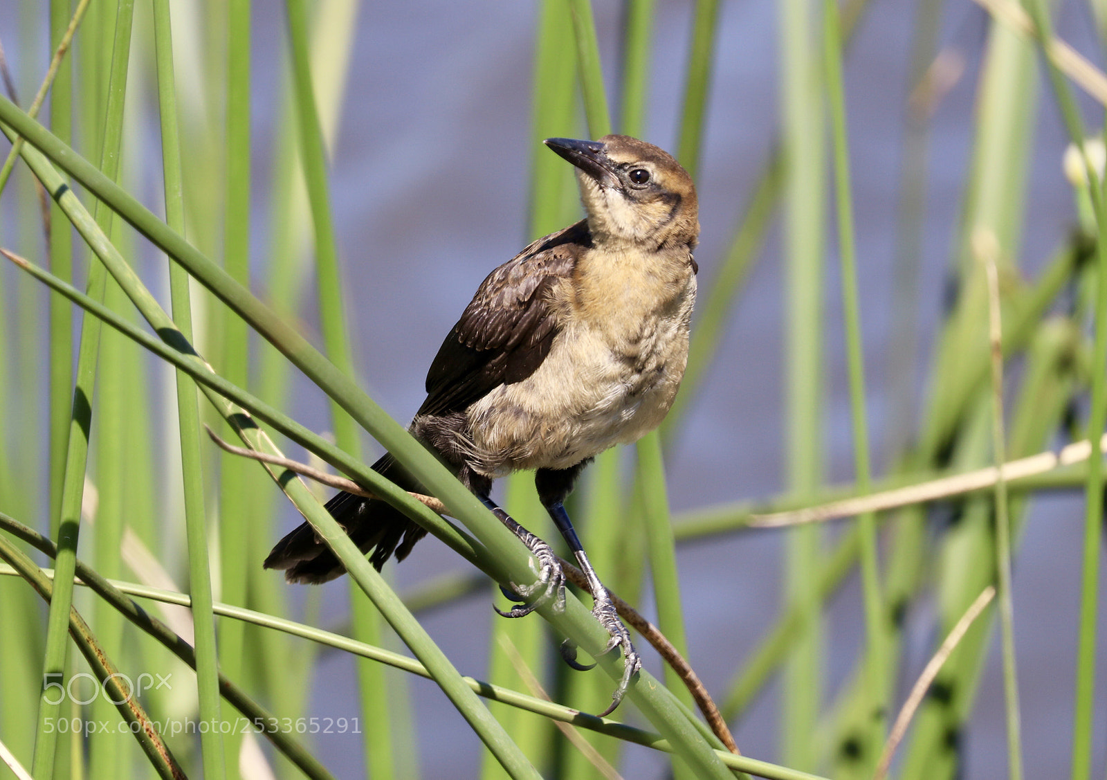 Canon EOS 80D sample photo. Female boat-tailed grackle photography