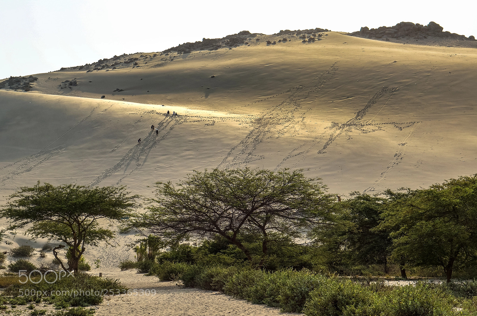 Sony Alpha NEX-5R sample photo. Enter the sandboarding arena photography