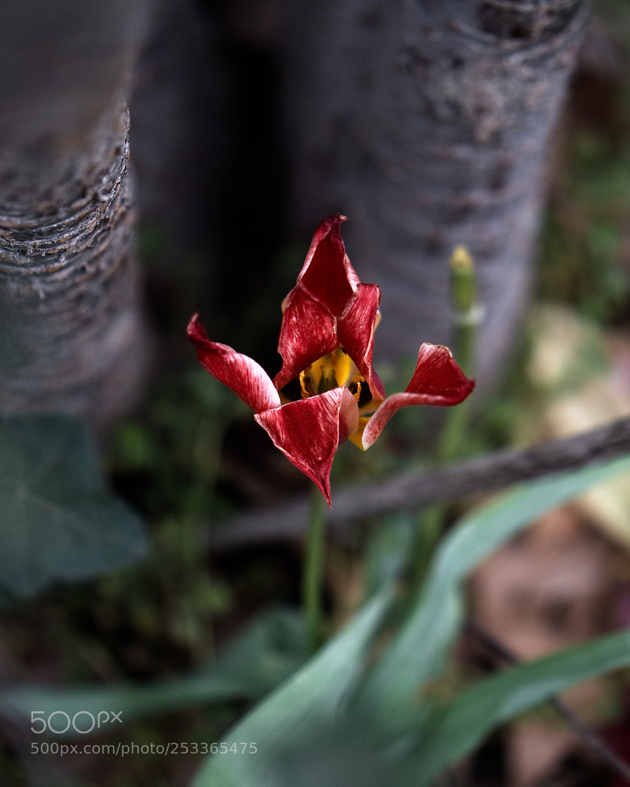 Panasonic Lumix DC-GH5 sample photo. *** photography