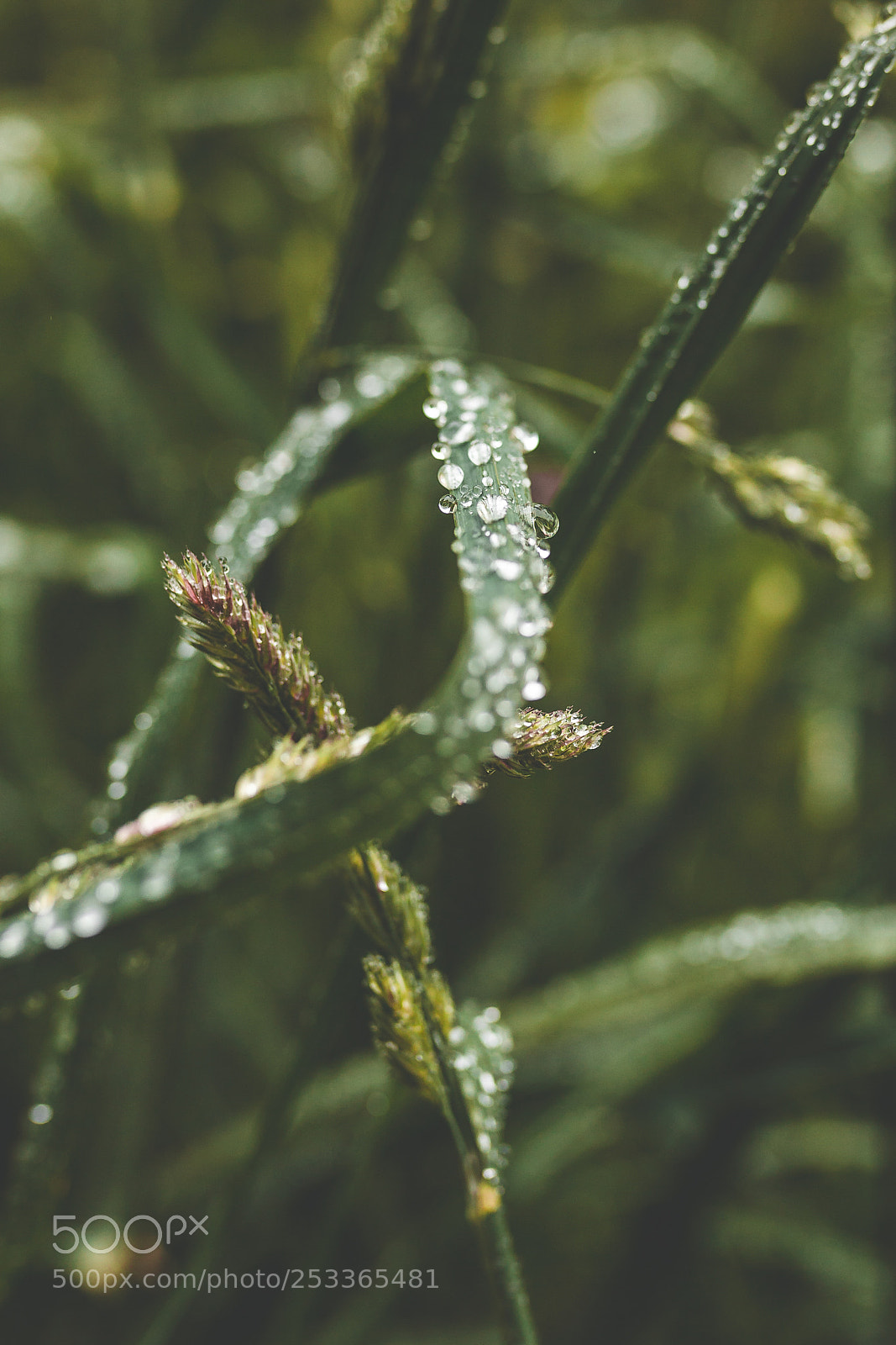 Canon EOS 5D Mark II sample photo. Pods photography