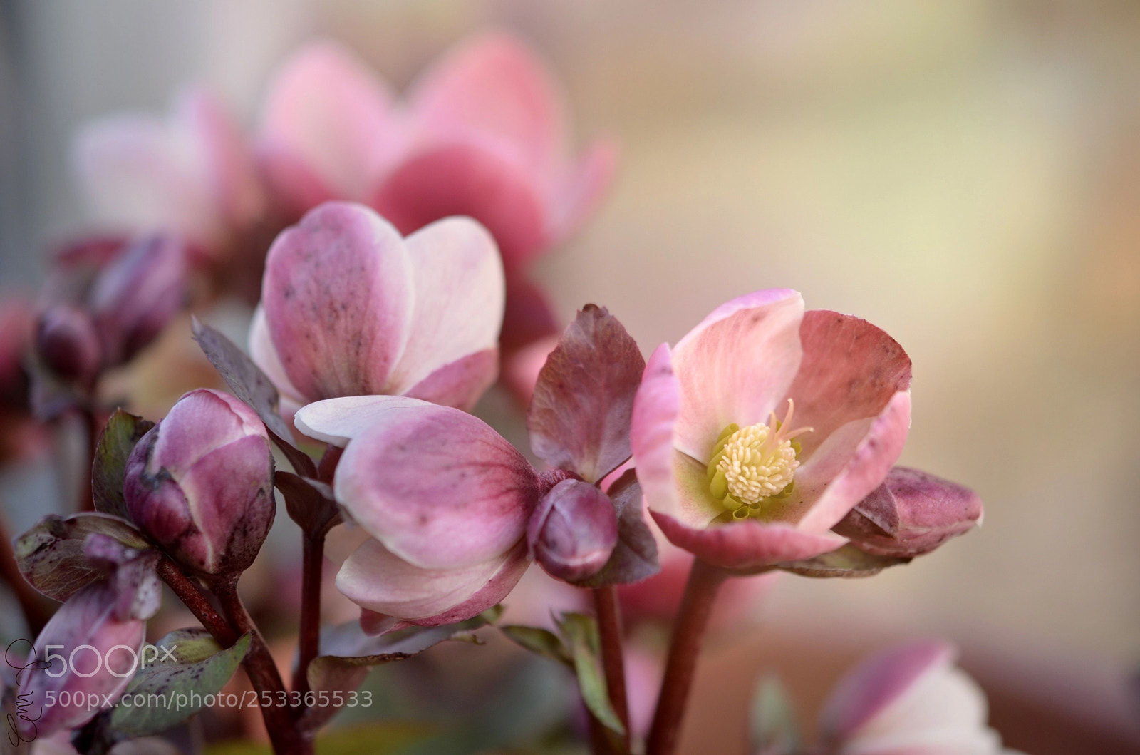 Nikon D7000 sample photo. Pink frost photography