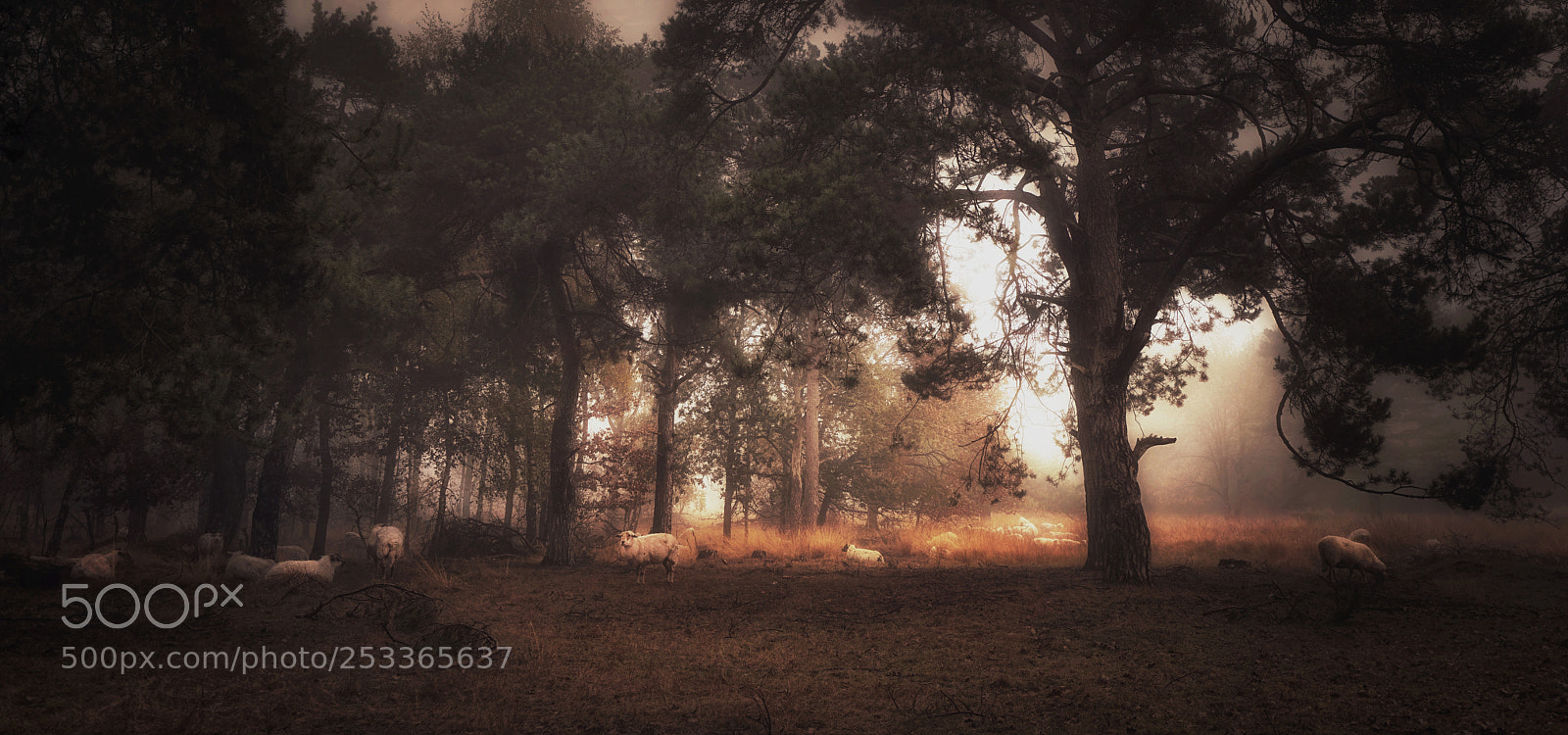 Sony a7R sample photo. Dream forest photography