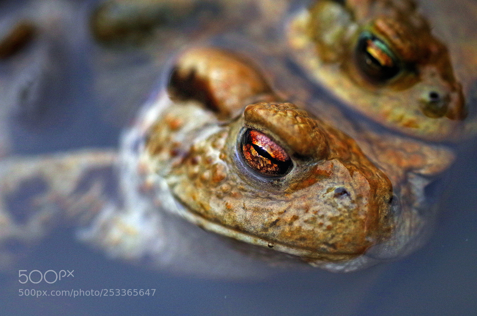 Pentax K-50 sample photo. Sleepy toads photography