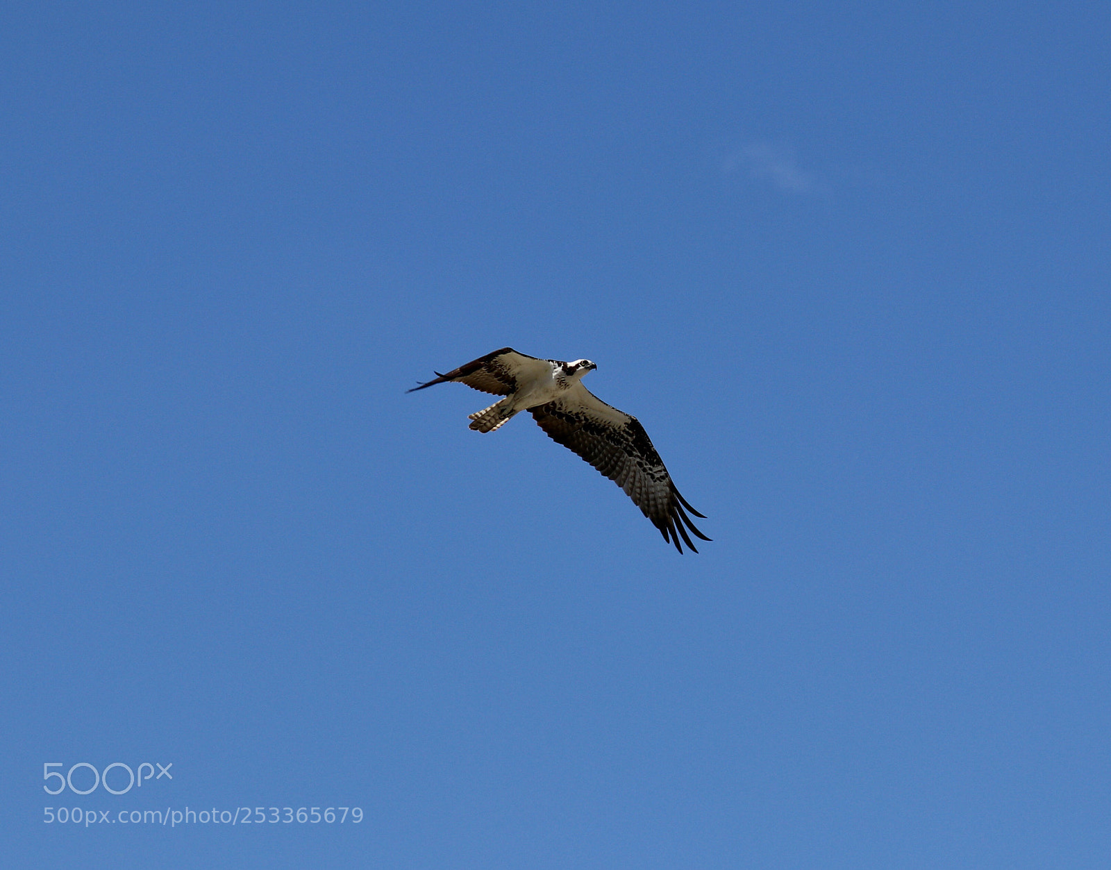 Canon EOS 80D sample photo. Osprey in flight  photography