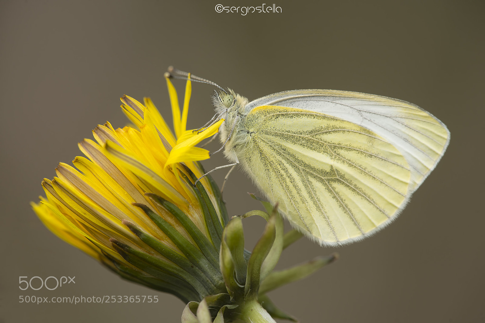 Nikon D610 sample photo. Pieride del navone su photography