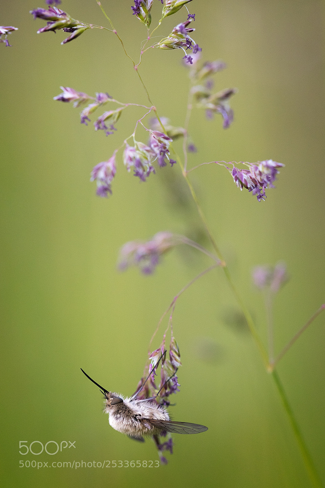 Canon EOS 5DS R sample photo. Bombylius major photography