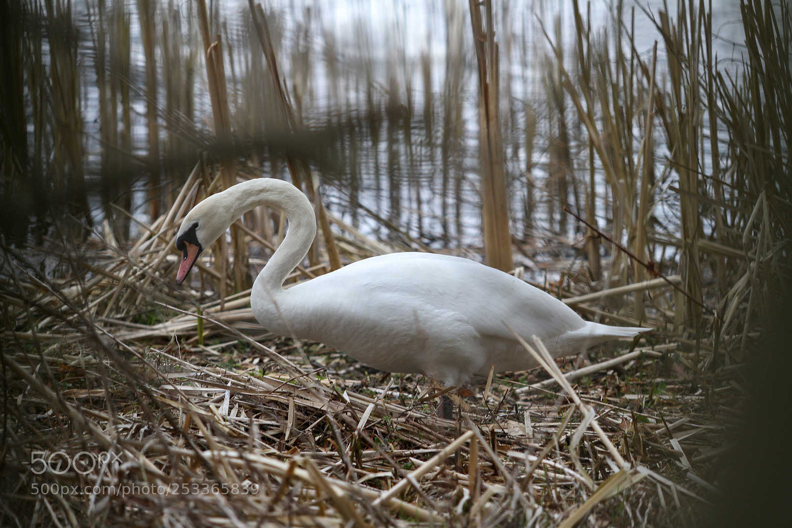 Canon EOS 7D sample photo. Urban nesting. photography