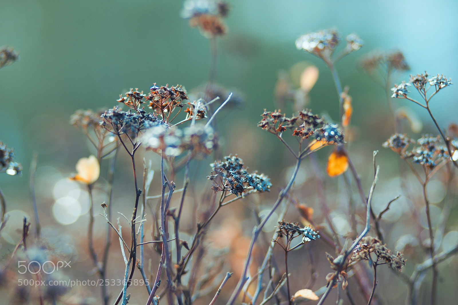 Canon EOS 7D sample photo. Dried winter flowers photography